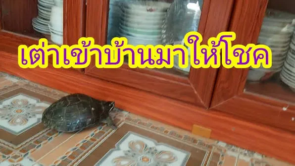 เต่าเดินเข้าบ้าน